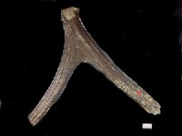 藏品(鹿角化石)的圖片